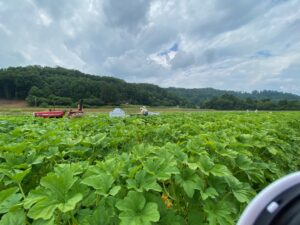 Cover photo for Produce Safety Alliance Trainings in NC (2023-2024)